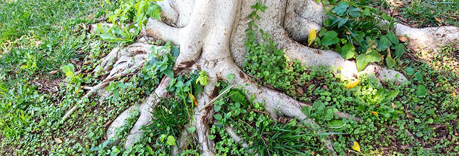 Raised root removal